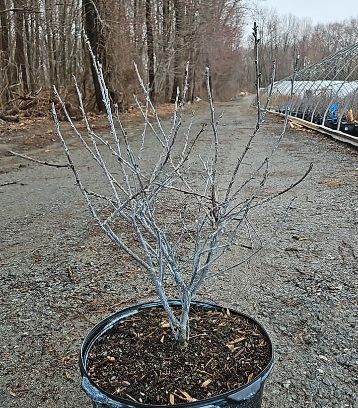 Prunus x Romance 'Cupid'