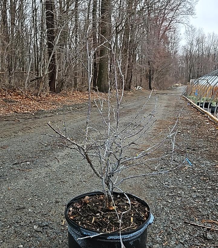Prunus x Romance 'Valentine'