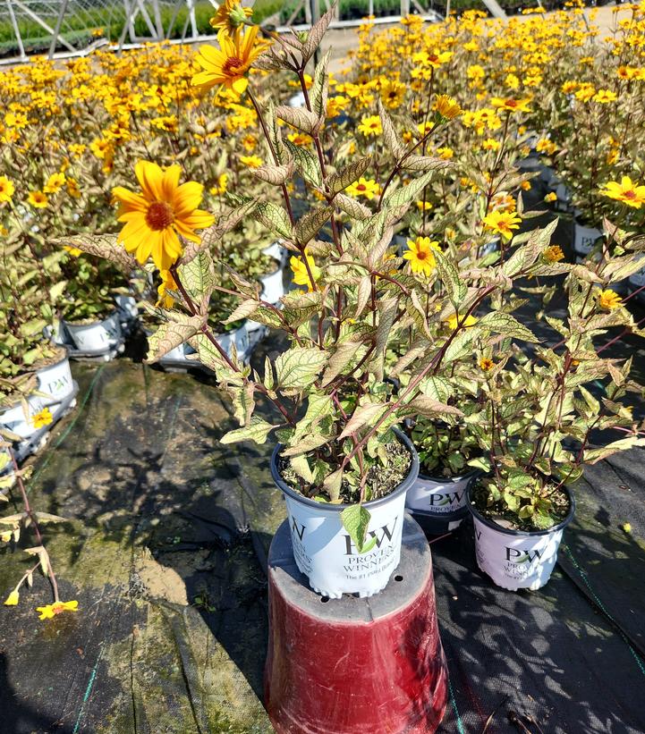 Heliopsis helianthoides 'Touch of Blush'
