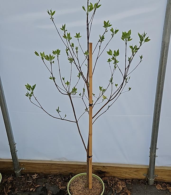 Cornus florida 