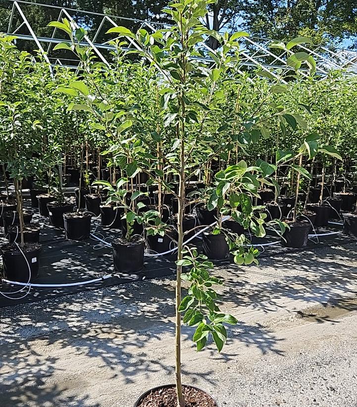 Malus SnowSweet®