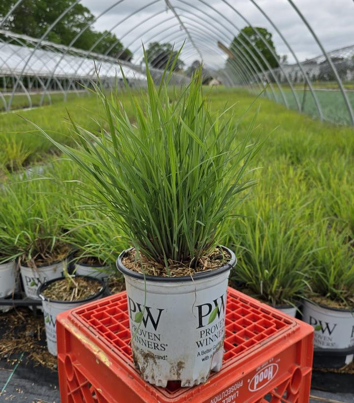 Schizachyrium scoparium PRAIRIE WINDS® 'Brush Strokes'