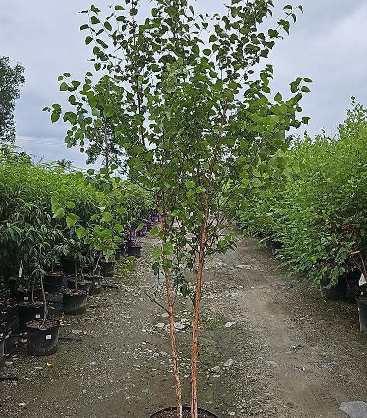Betula utilis 'White Satin'