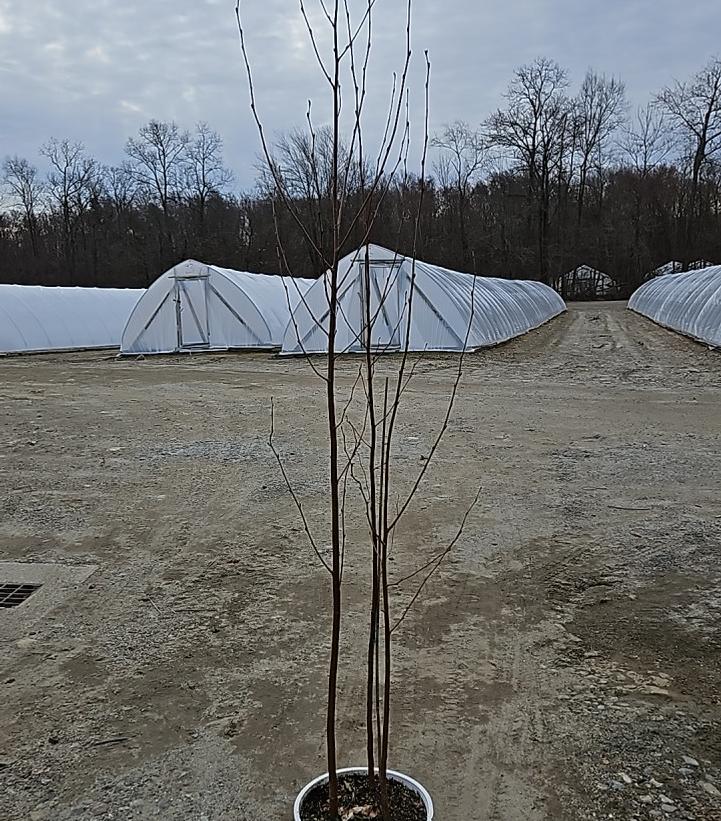 Betula x Avalanche™