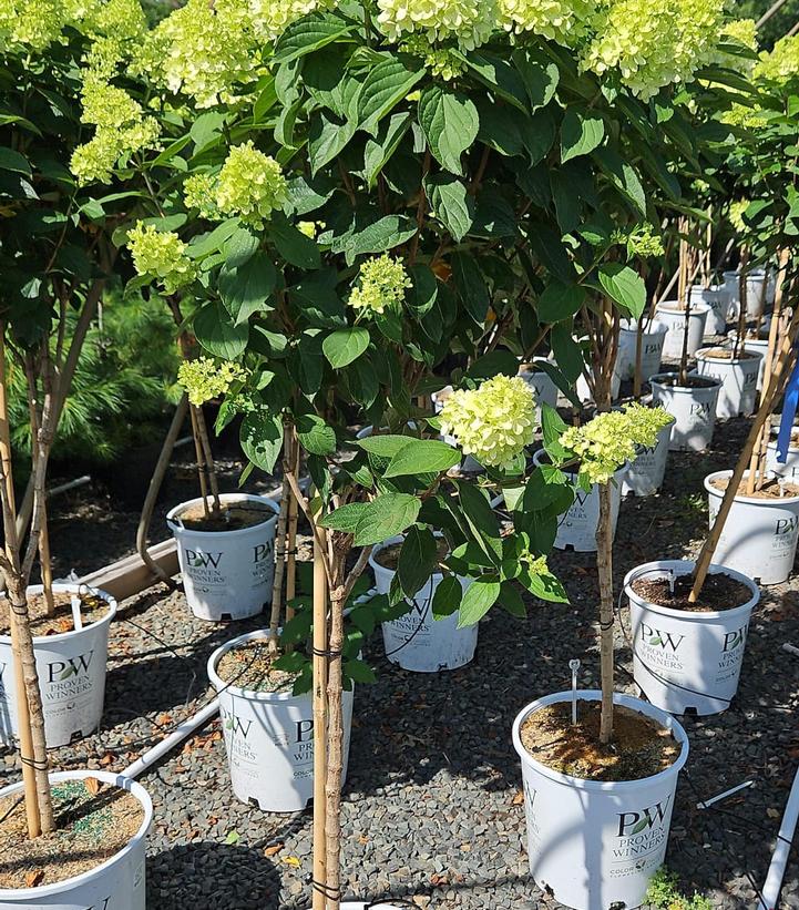Hydrangea paniculata Limelight Prime®