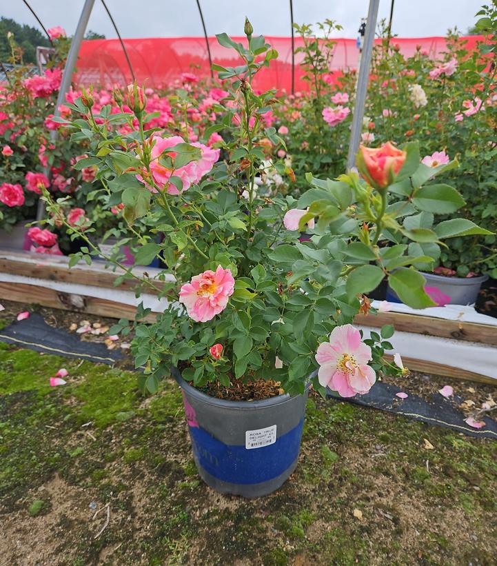 Rosa 'True Delight'