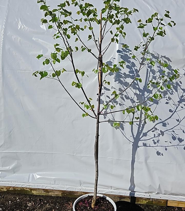 Cercis canadensis Luscious Lavender™