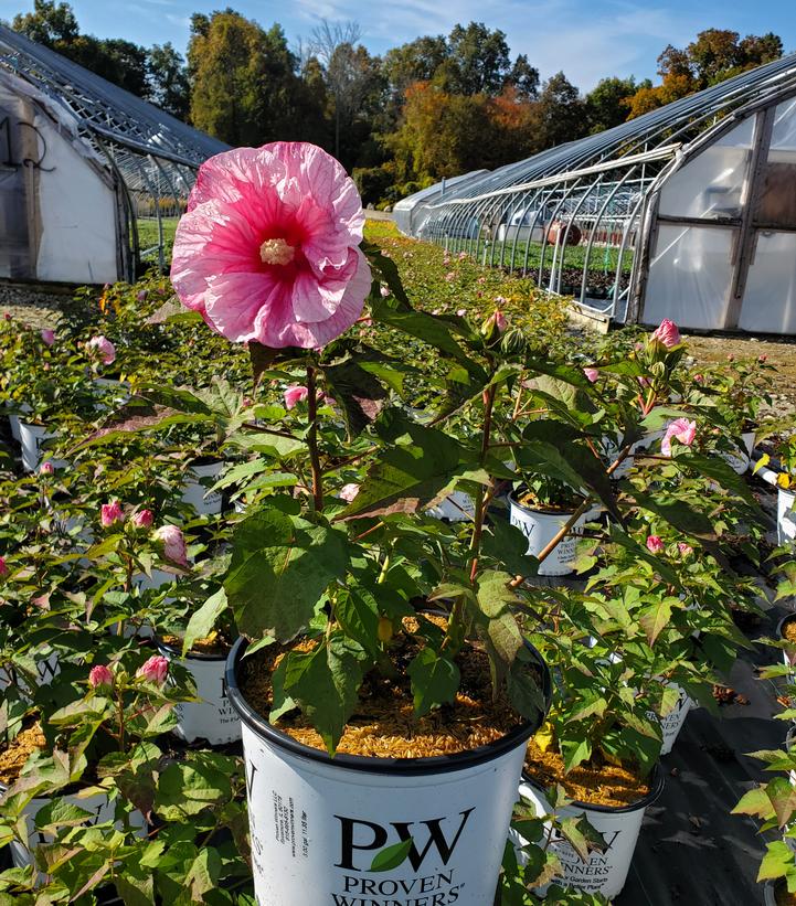 Hibiscus hybrid Summerific® 'All Eyes on Me'