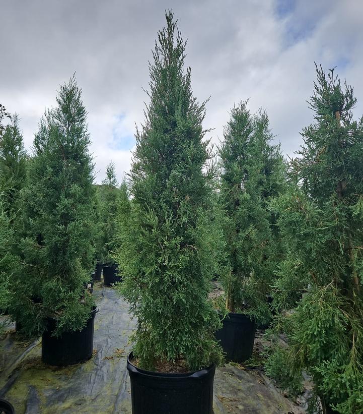 Juniperus virginiana 'Taylor'