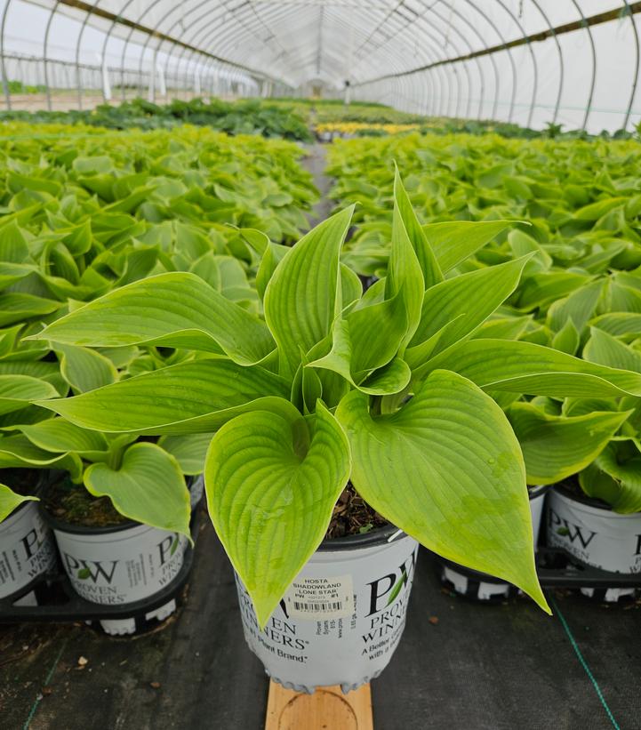 Hosta SHADOWLAND® 'Lone Star'
