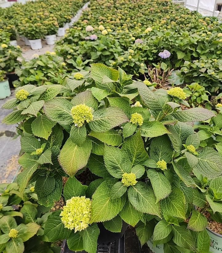 Hydrangea macrophylla Azure Skies™