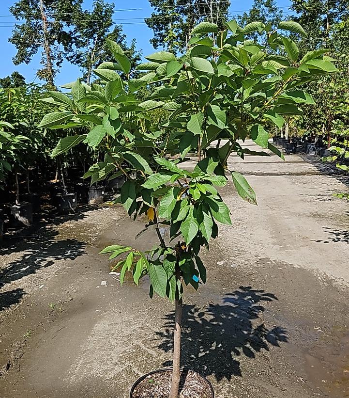 Prunus avium 3-in-1 Cold Climate