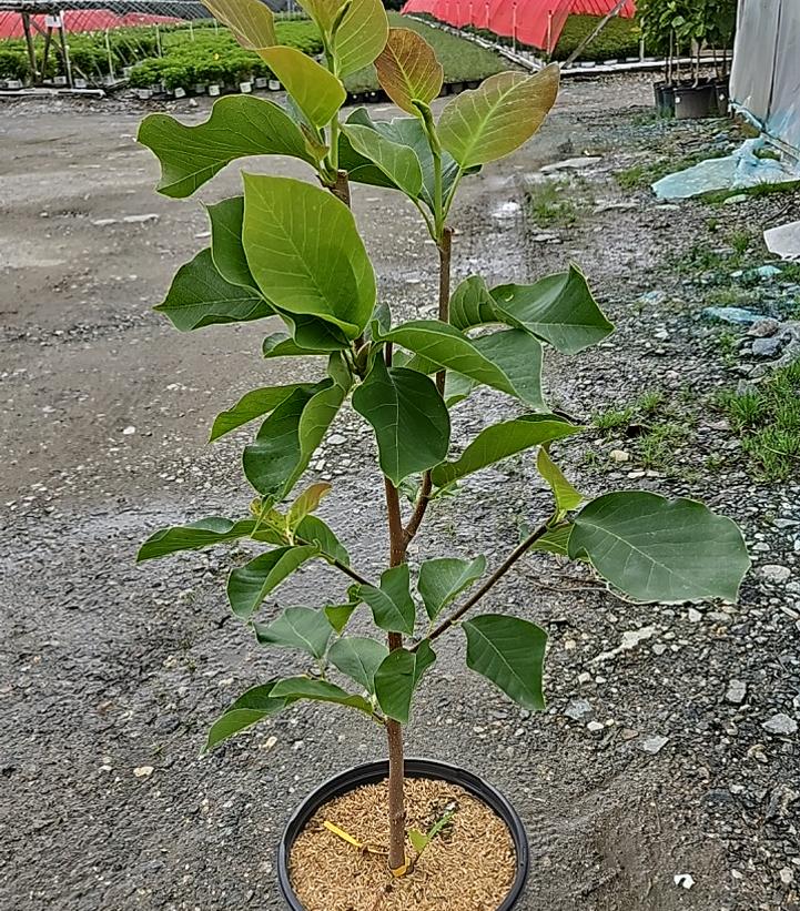Magnolia 'Elizabeth'