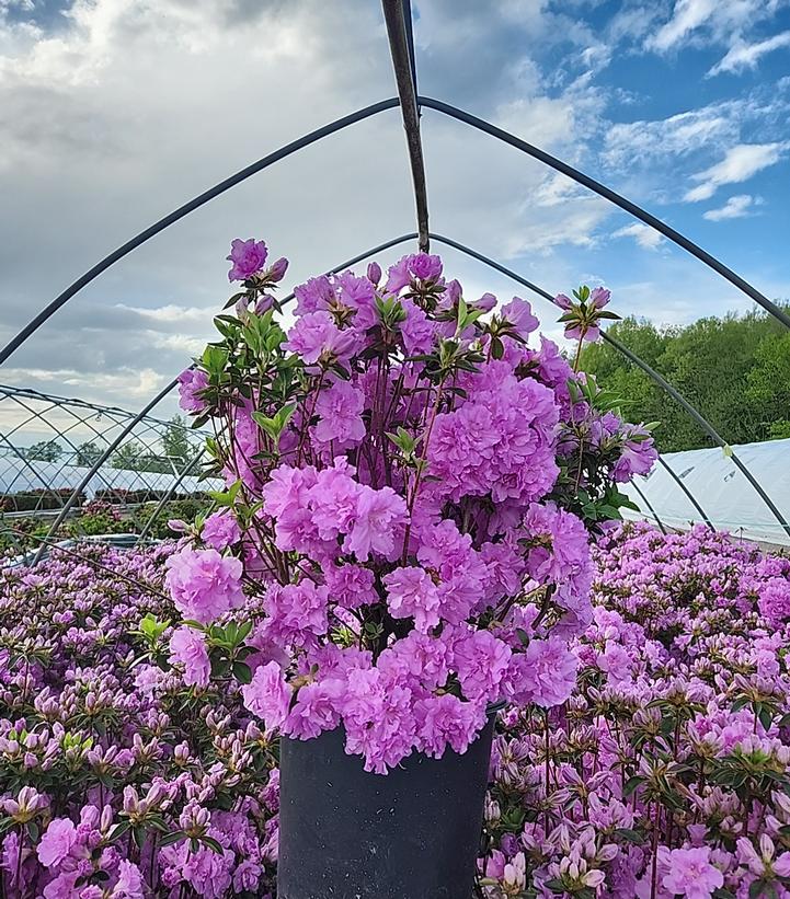 Azalea 'Elsie Lee'