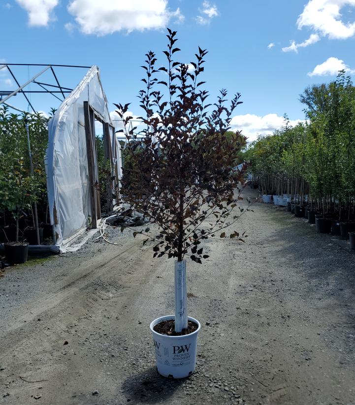 Physocarpus opulifolius Summer Wine®