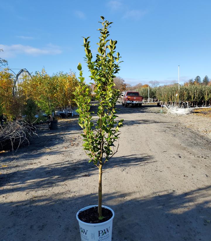 Styrax x japonicus Starway To Heaven™