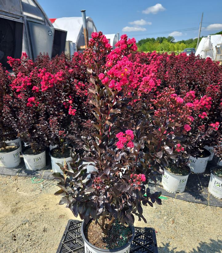 Lagerstroemia indica Center Stage® Pink