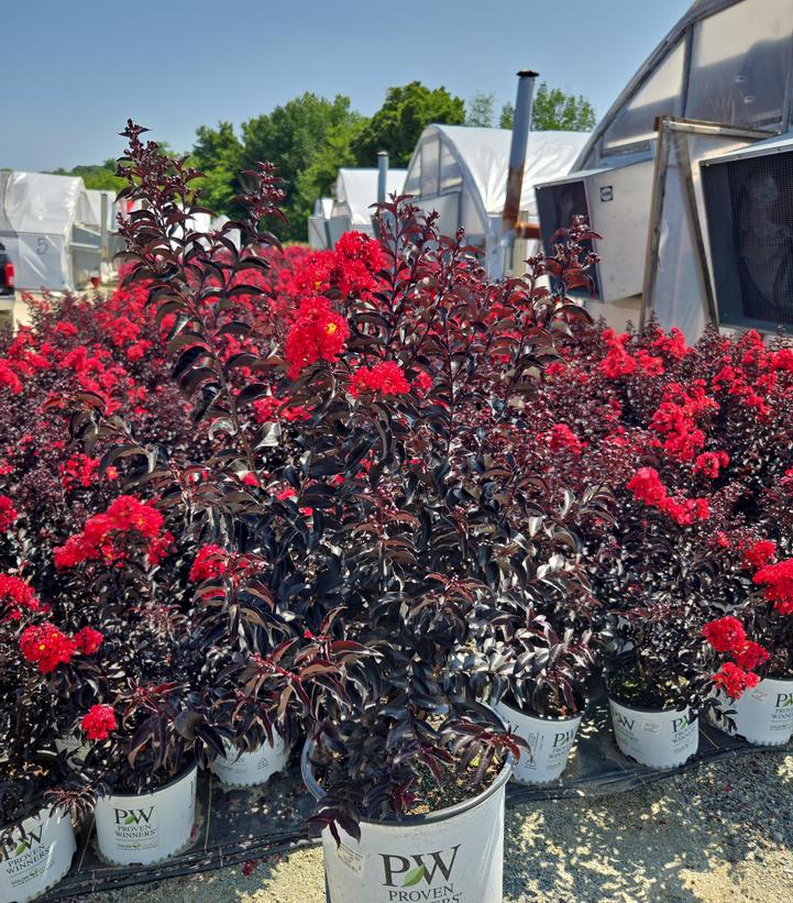 Lagerstroemia indica Center Stage® Red
