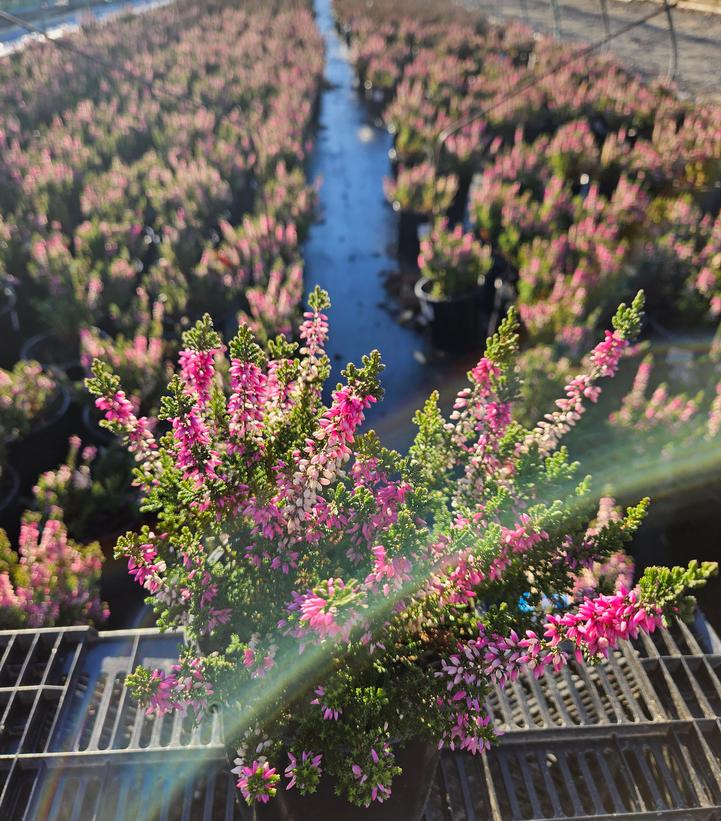 Calluna vulgaris Beauty Ladies® Magda