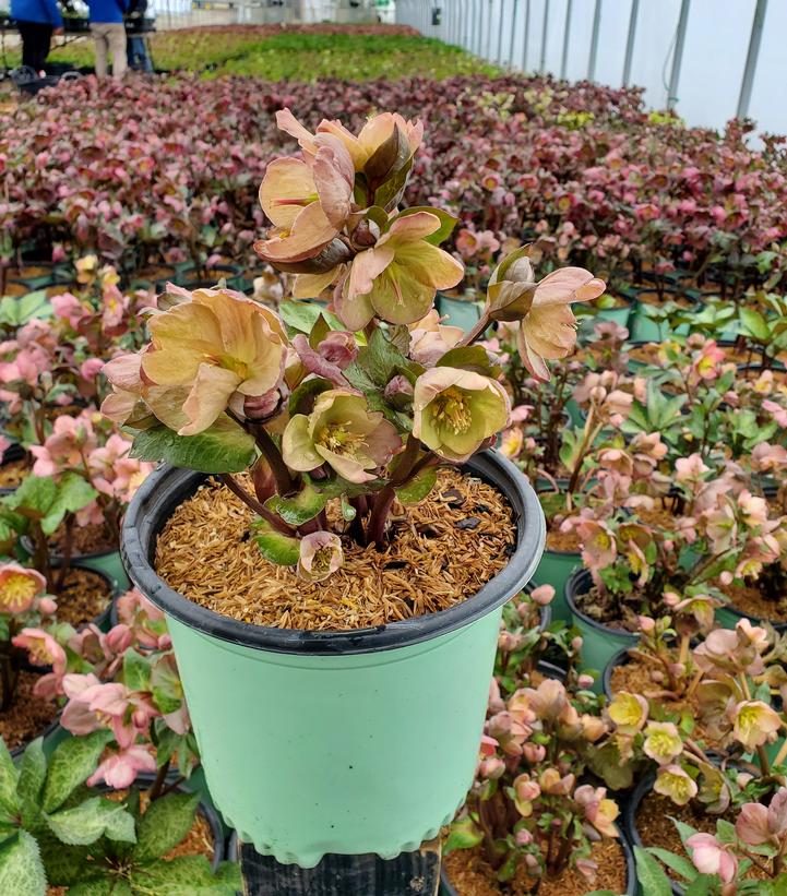 Helleborus x Frostkiss® Cheryl's Shine