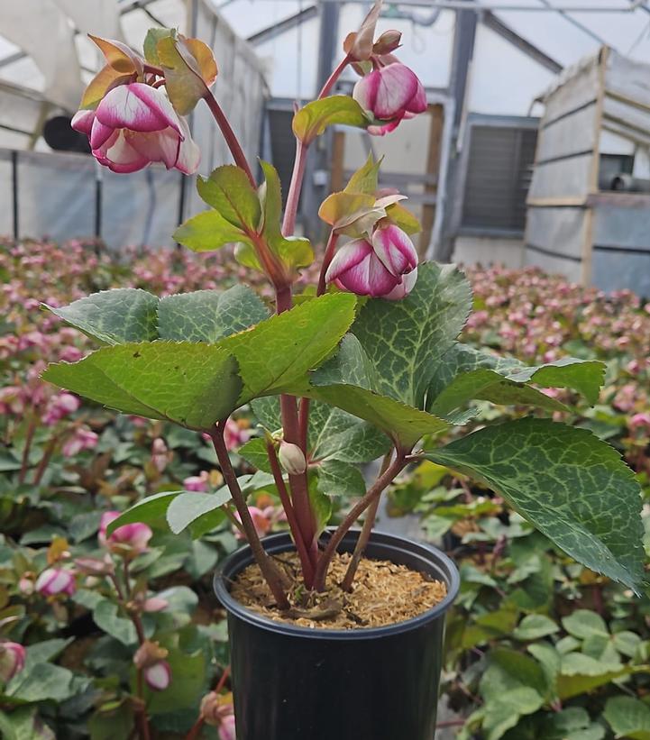 Helleborus Frostkiss® 'Glenda's Gloss'