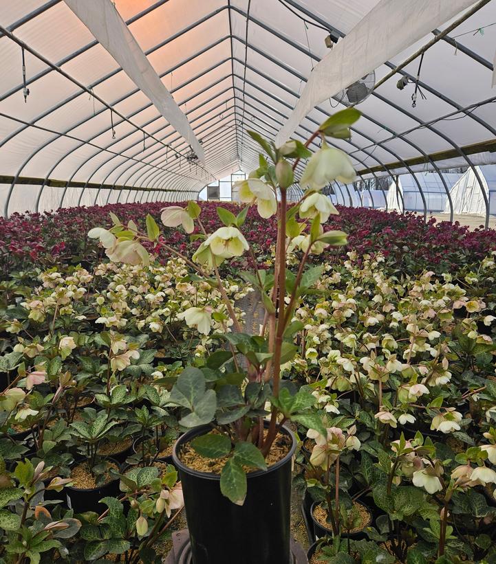 Helleborus Frostkiss® Molly's White