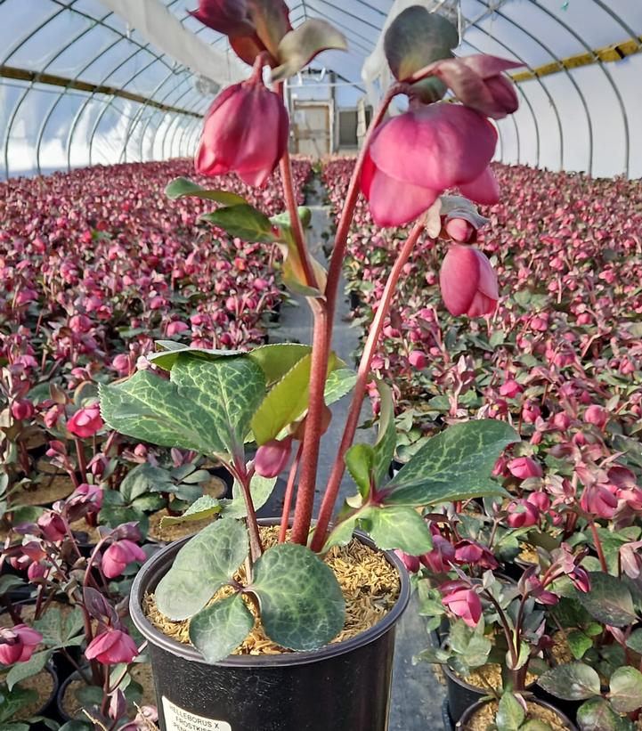 Helleborus Frostkiss® Pennys Pink