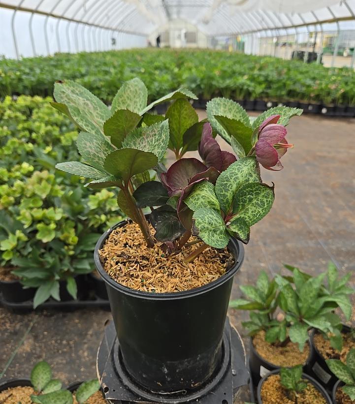 Helleborus Frostkiss® 'Pippa's Purple'