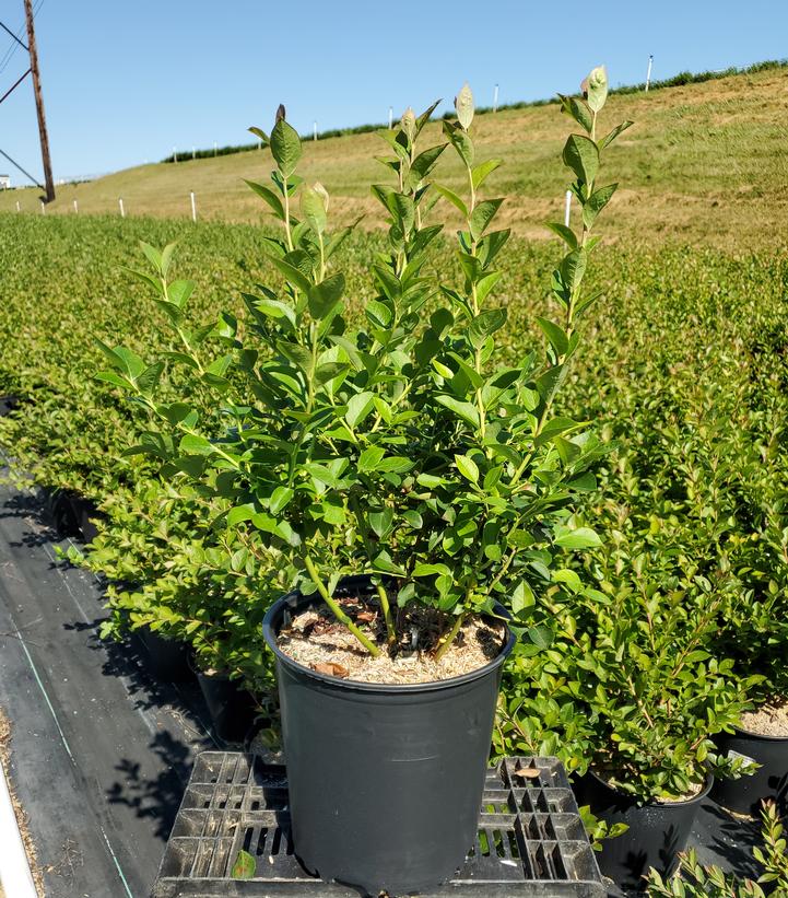 Vaccinium corymbosum 'Blue Ribbon'