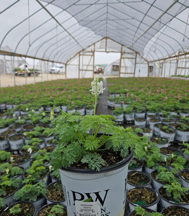 Dicentra x 'White Diamonds'
