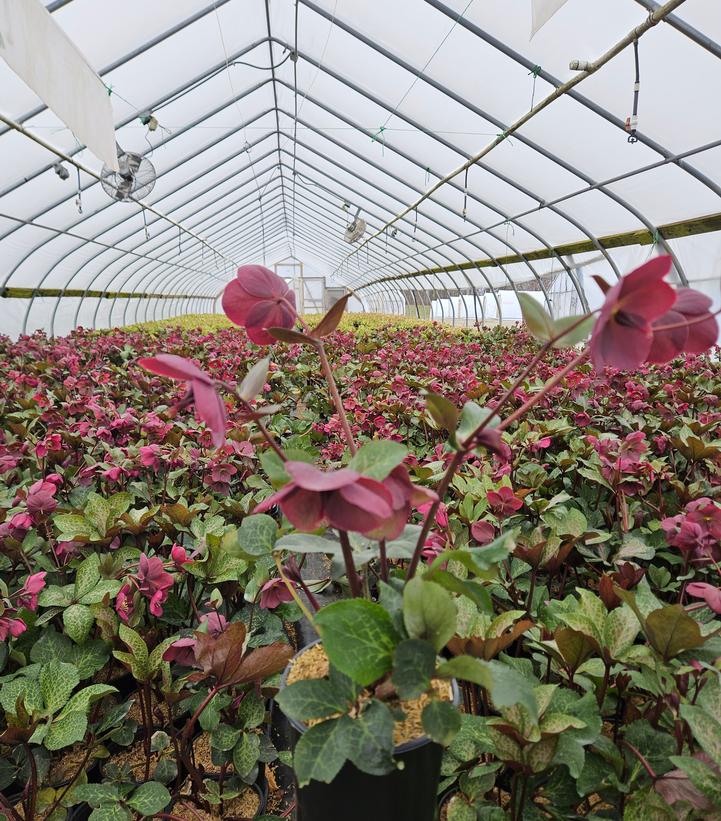 Helleborus Frostkiss® Anna's Red
