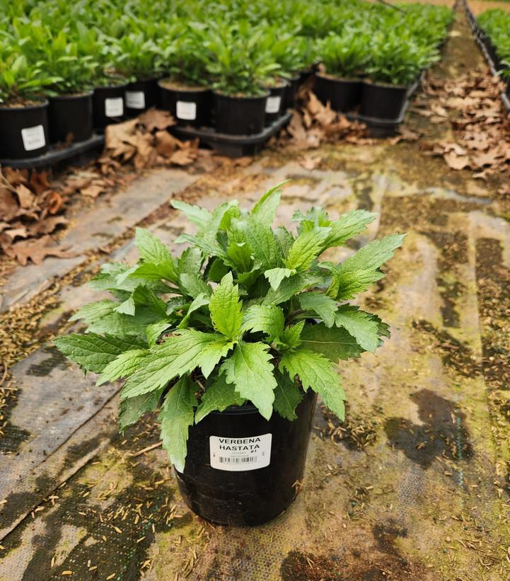 Verbena hastata 