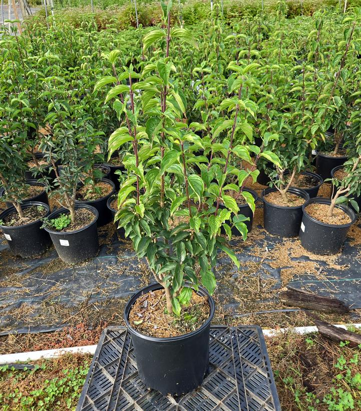 Cornus mas 'Golden Glory'