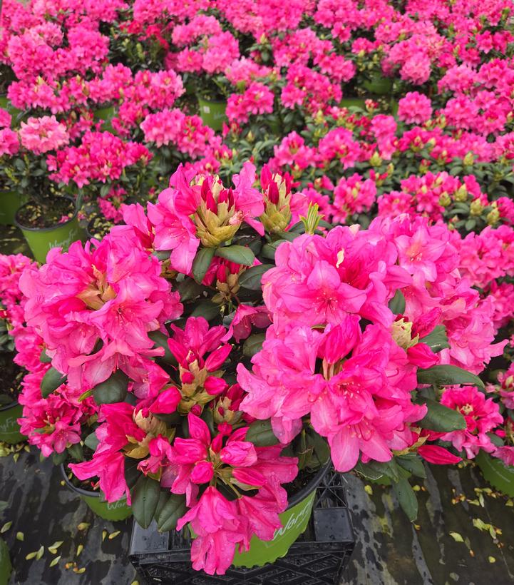 Rhododendron Holden's™ Fuchsia