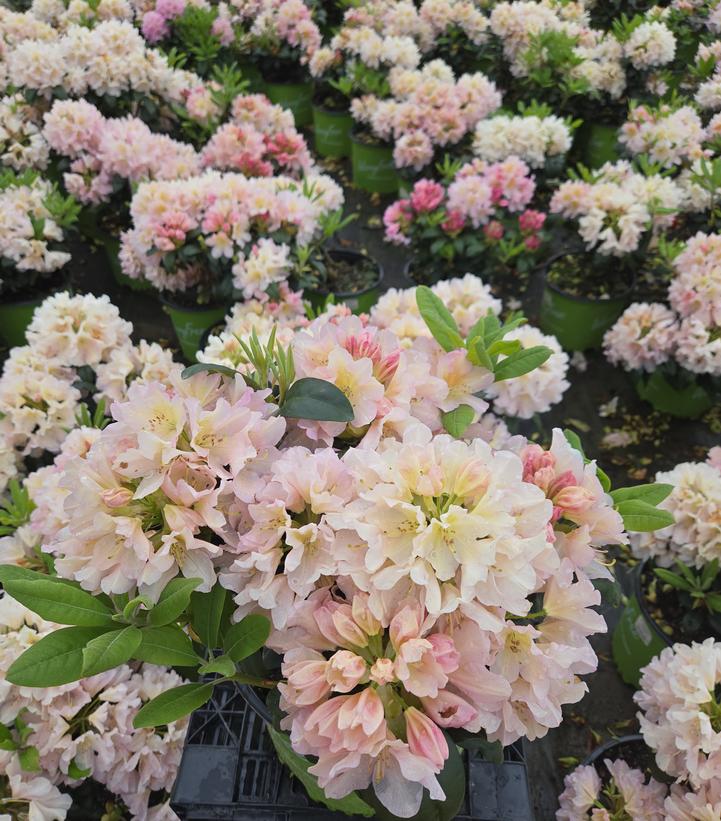 Rhododendron Holden's™ Peach