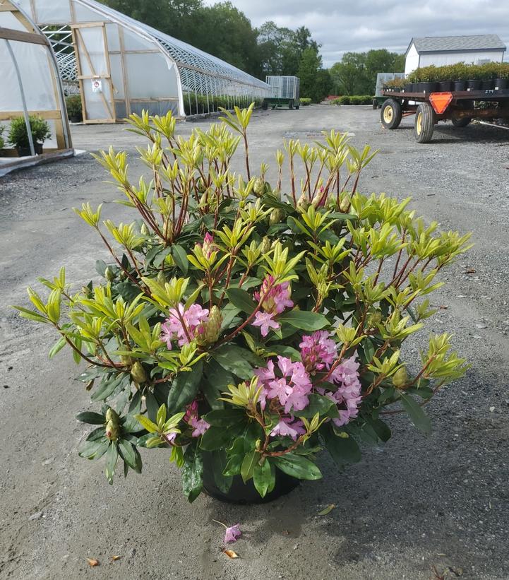 Rhododendron maximum Roseum