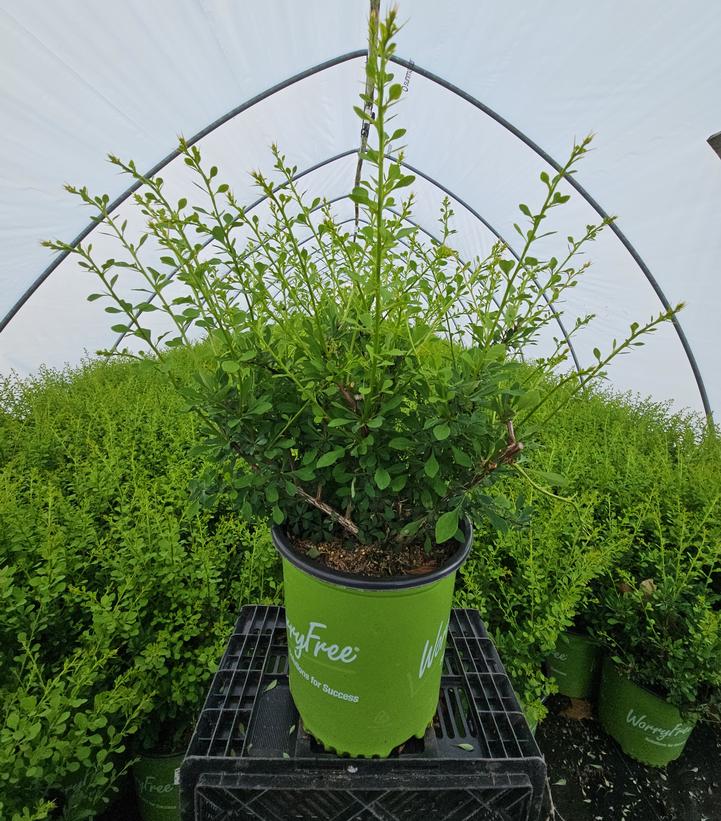 Berberis WorryFree® Mr. Green Genes®