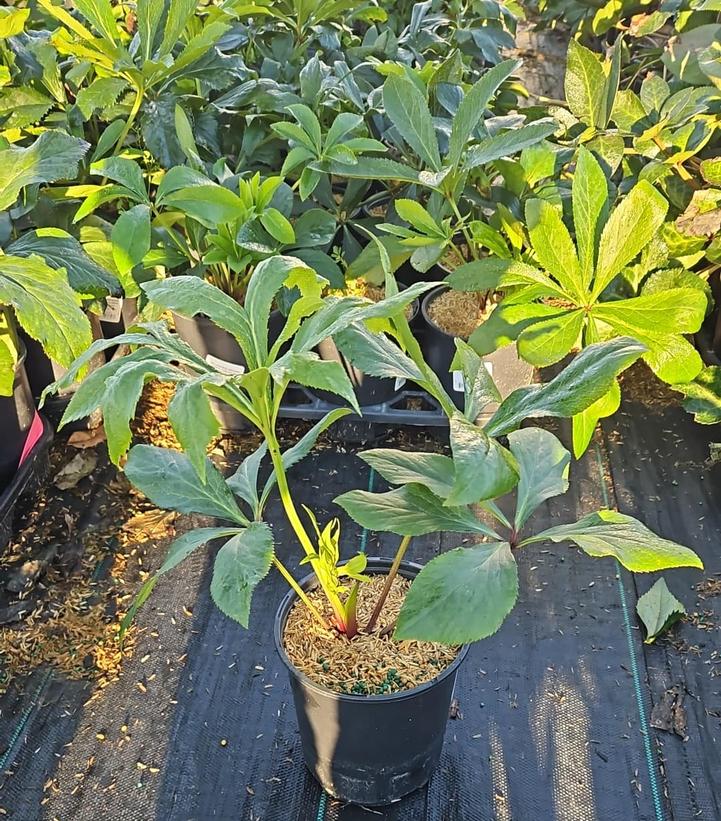 Helleborus Wedding Party® Childhood Sweetheart