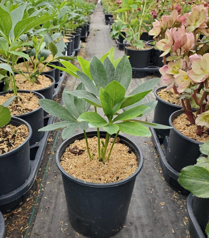 Helleborus Wedding Party® Dark and Handsome