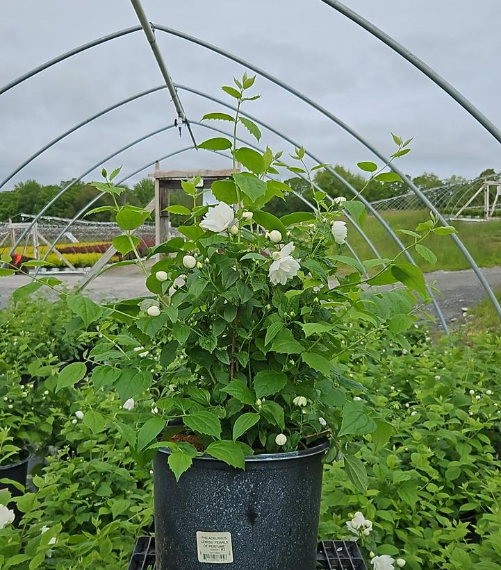 Philadelphus lewisii Pearls of Perfume™