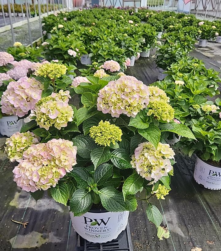 Hydrangea macrophylla Wee Bit Innocent™