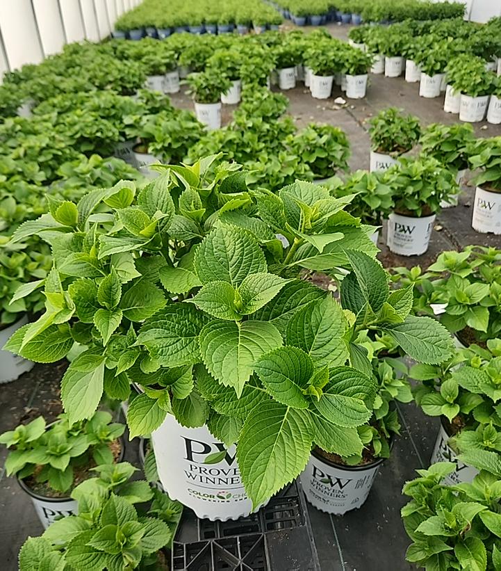 Hydrangea macrophylla Wee Bit Innocent™