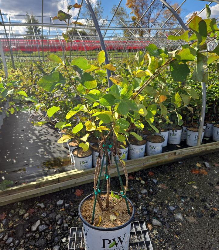 Lonicera reticulata Kintzley's Ghost®