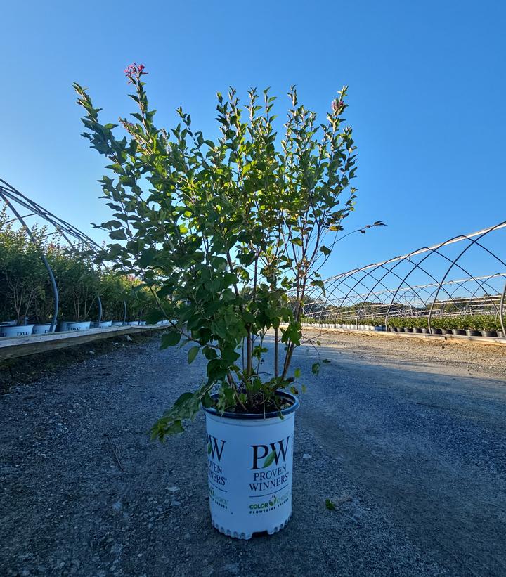 Syringa x Bloomerang Ballet®
