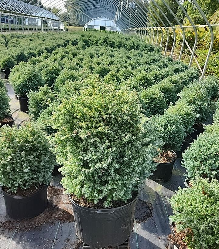Chamaecyparis pisifera 'True Blue'