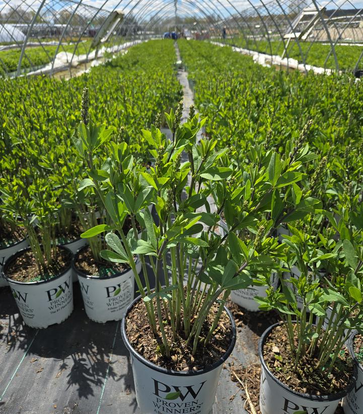 Baptisia x Decadence® 'Cherries Jubilee'