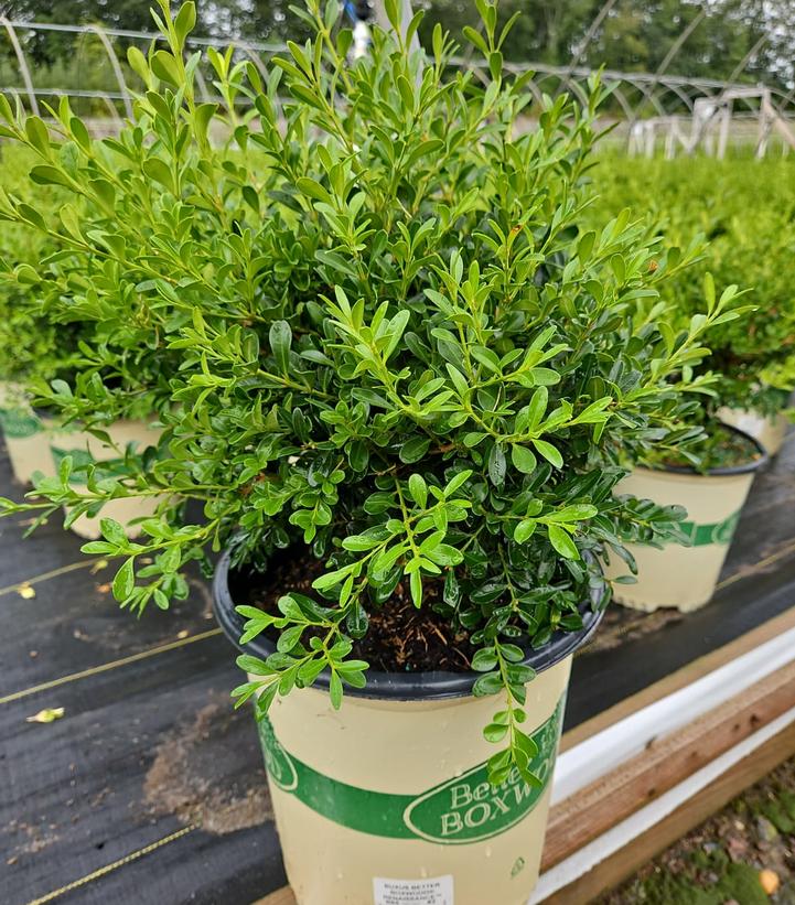 Buxus x Renaissance™
