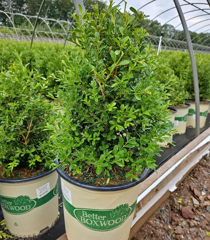 Buxus x Skylight™
