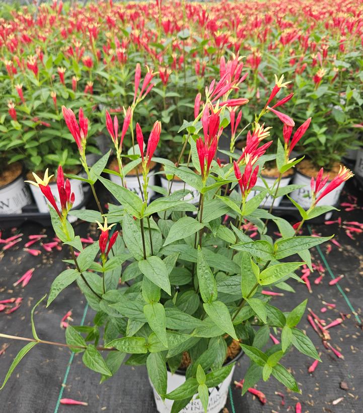 Spigelia marilandica 'Apple Slices'