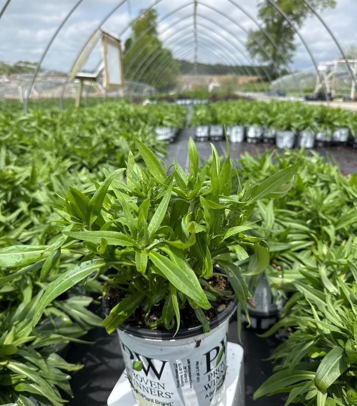 Stokesia laevis TOTALLY STOKED™ 'Whitecaps'